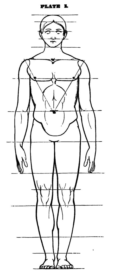 Drawing The Human Head Face And Body In The Correct Proportions