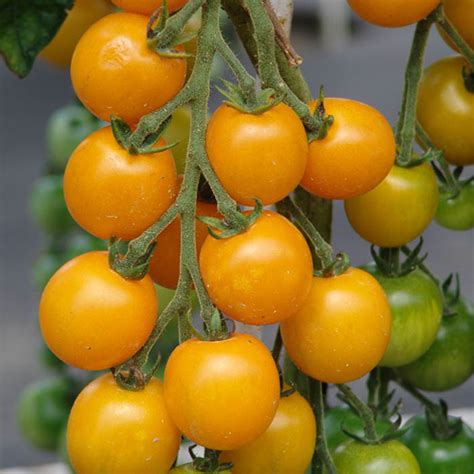 Cherry Tomato Plants For Sale Shop Now For Best Prices
