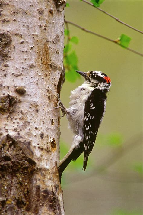 Store location, business hours, driving direction, map, phone number and other services. Downy Woodpecker, Kalispell, Montana Photograph by Ross Warner