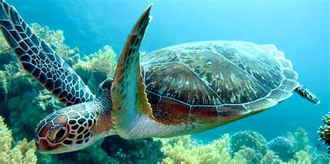 3 Surprising Facts About Hawaiian Green Sea Turtles Dolphin