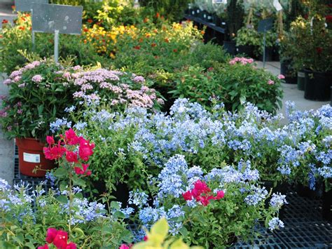 It basks in summer sun with or without water, and tolerates hedge shears to boot. AgriLife Extension horticulturists offer tips on landscape ...