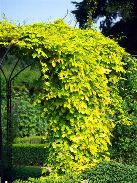 Fast Growing Golden Hops Covers Simple Arbor Diy Garden Dream Garden