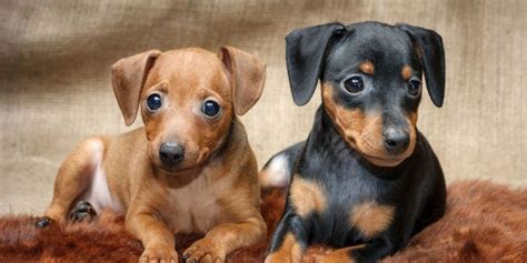 Pet supplies in manchester, united kingdom. Manchester Terrier vs German Pinscher - Breed Comparison