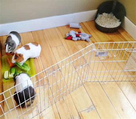 Happily Ever After How To Clean A Midwest Guinea Pig Cage With Fleece