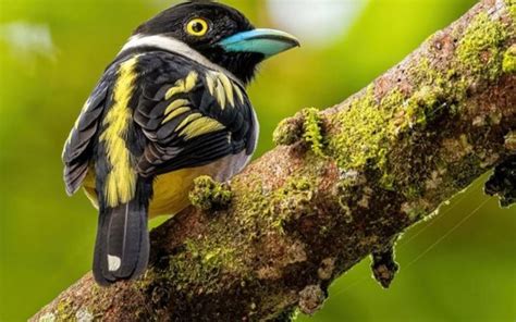 Yellow Black Eurylaimus Bird On Algae Covered Tree Branch In Blur Green