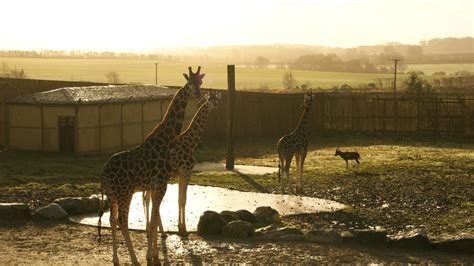 Giraffe Experience Animal Experiences At Wingham Wildlife Park In Kent