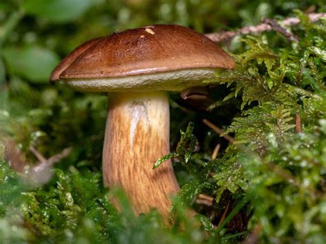 40 Types Of Edible Mushrooms You Need To Try Asap In 2023