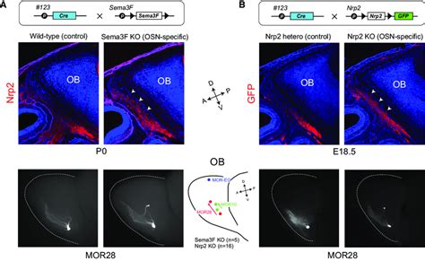 Mistargeting Of Ventral Zone Axons In The Ko Mice A Fasciculation Of