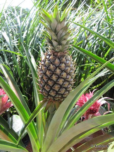 Pineapple Reigns Supreme At Walt Disney World Pineapple Planting