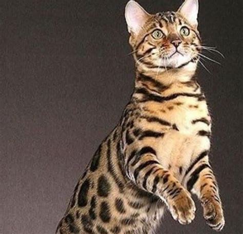 Bengal Cats Personality Cats Best Food Traits And Care Petvet