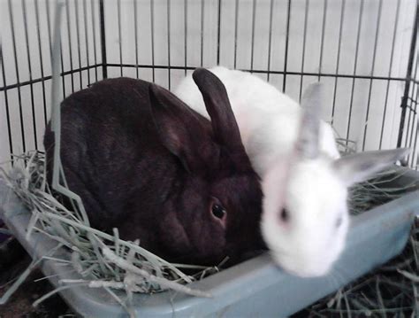 Rabbitsforadoption Adopted Twix And Heather Loving Friends Looking For