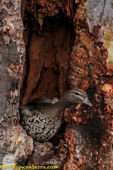 Female Australian Wood Duck At Nesting Hollow More Information At