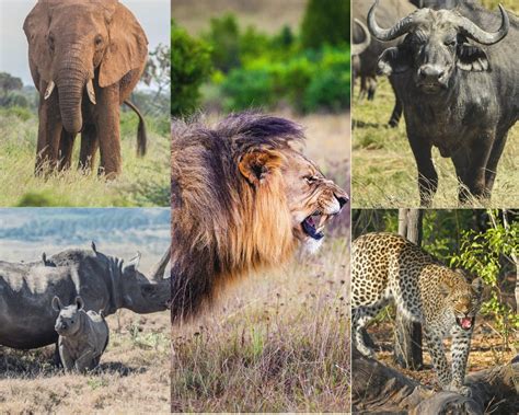 Big 5 In Uganda African Big 5 Mammals Uganda Wildlife Safari