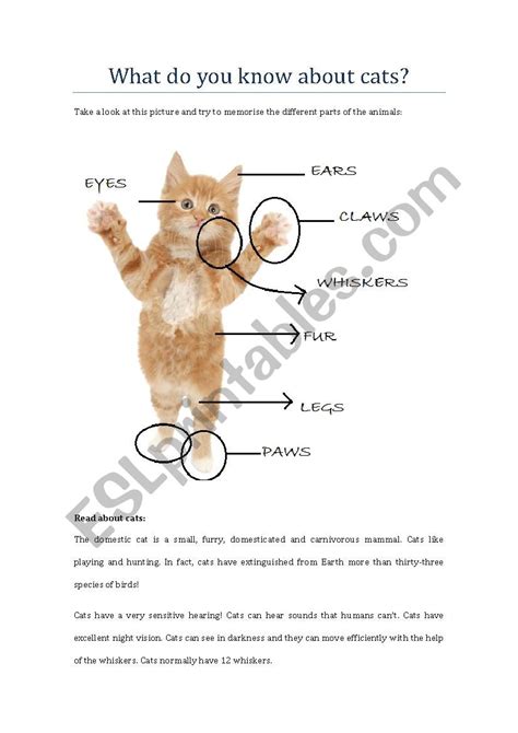 What Do You Know About Cats ESL Worksheet By Marchfe