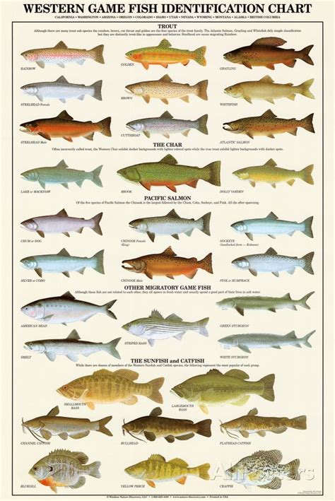 Fly Fishing Identification Chart