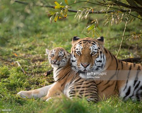 A Russian Tiger With Her Cub High Res Stock Photo Getty