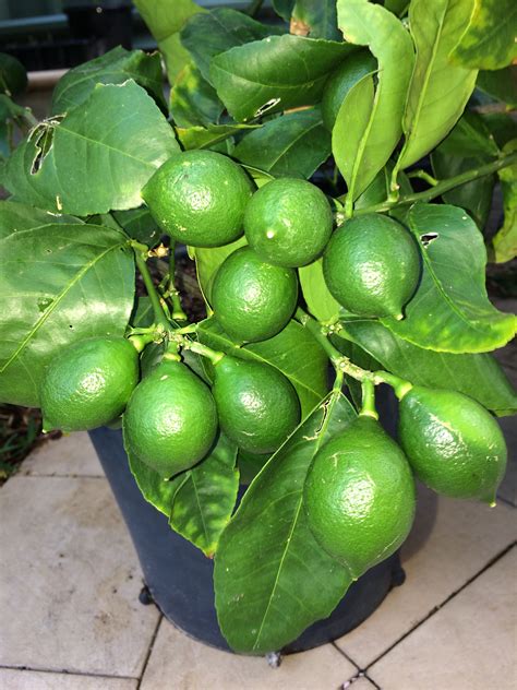 Dwarf Meyer Lemon Tree Plants All Information About Healthy Recipes