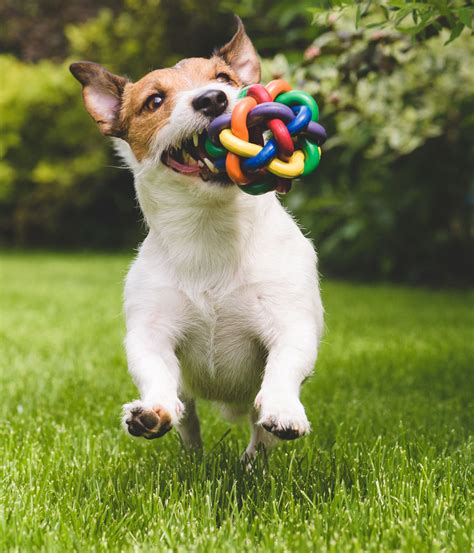 Puppy Training School Port Douglas Dog Direction