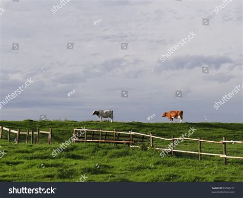 Two Cows Standing In A Meadow With A Fence In The Warm Evening Light
