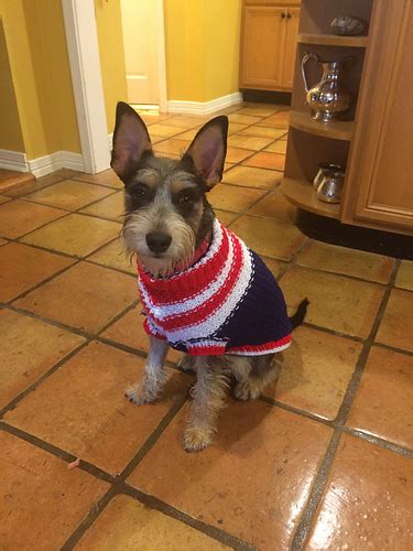 Ravelry The Patriot Dog Sweater Pattern By Lion Brand Yarn
