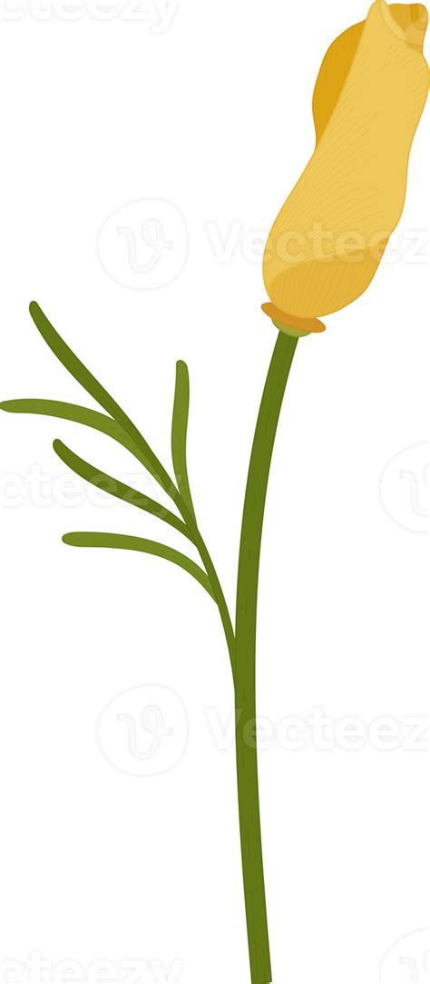 Yellow California Poppy Flower Hand Drawn Illustration 10172508 Png