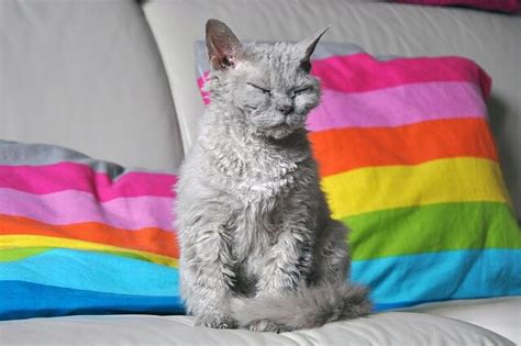 Selkirk Rex Cat Breed Information Facts World Cat Finder