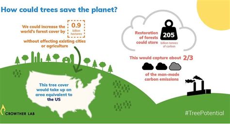 Climate Change Trees Most Effective Solution For Warming Bbc News