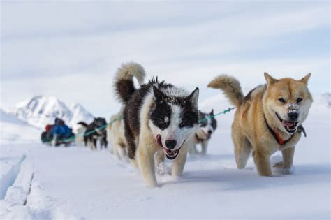 Greenland Sled Dogs At Risk The Bark