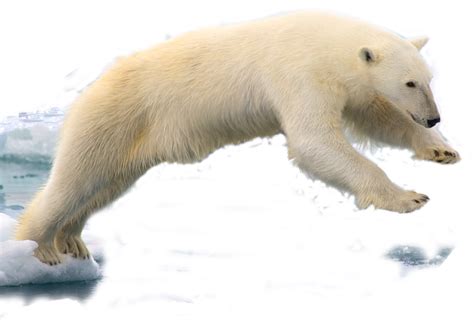 Collection Of Polar Bear Hd Png Pluspng