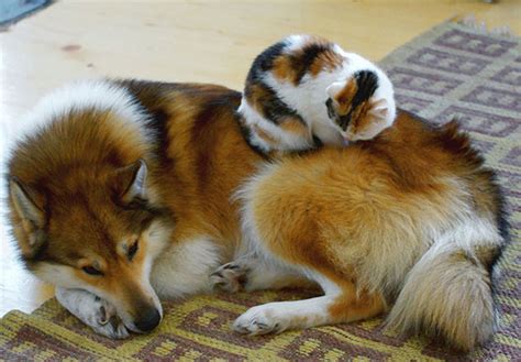 We did not find results for: 29 Cute Cats Who Use Dogs As Pillows