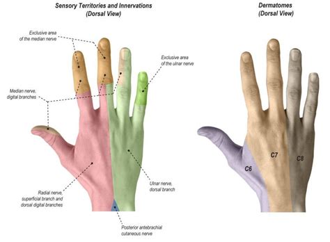 Sensory Territories And Innervation Dorsal View And Dermatomes Dorsal View Of Hand