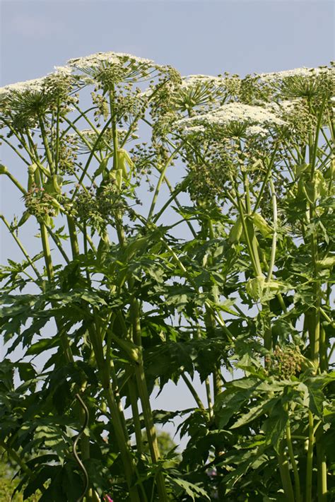What To Do If You Have Giant Hogweed In Your Garden Or If You Touch It