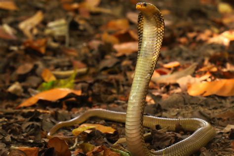 8 Fascinating Facts About Javan Spitting Cobra