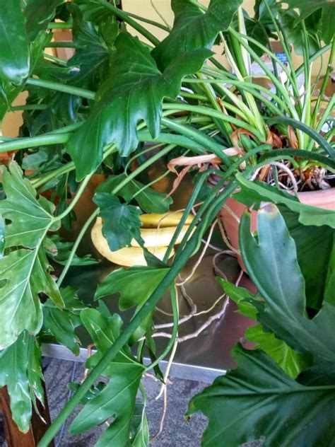 How To Propagate Split Leaf Philodendron 4 Methods Guide