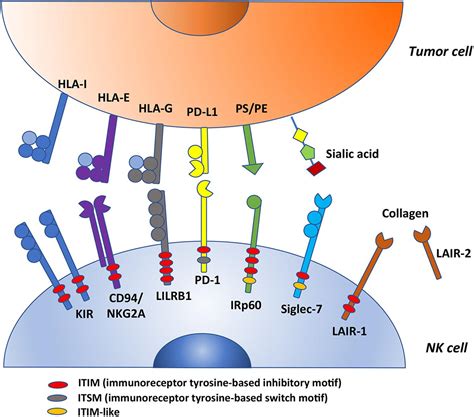 Frontiers Inhibitory Receptors And Checkpoints In Human Nk Cells Free