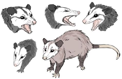 15 Opossum Drawing Melonymarshall