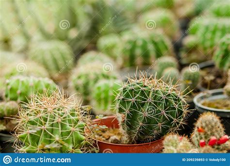 Collection Of Cactus Plants In Pots Small Ornamental Plant Selective