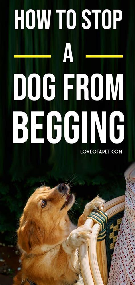 How To Stop A Dog From Begging 7 Easy Steps Love Of A Pet Dog Pet