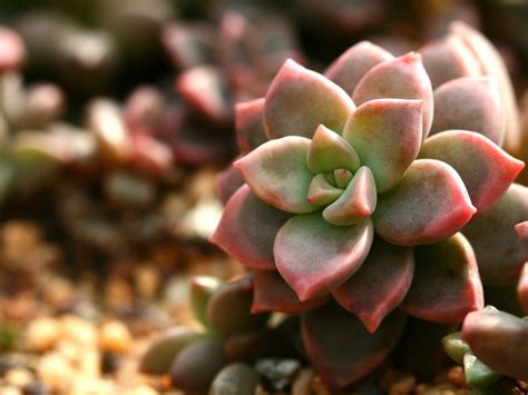 Echeveria ‘chroma Info Tips For Growing Chroma Echeveria Succulents