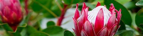The genus protea was named in 1735 by carl linnaeus, possibly after the greek god proteus. All about proteas | Flower Power