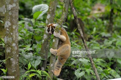 A Climb Of Slow Loris After Being Released In The Masigit Kareumbi