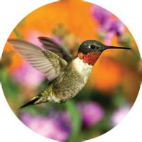 Nectar Feeders - Wild Birds Unlimited | Wild Birds Unlimited