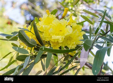 Top 20 Arbol Fabaceo Con Flores Amarillas Anmbmx
