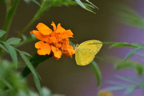 Beautiful Yellow Butterfly On Yellow Flower Stock Image Image Of