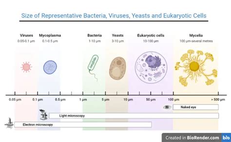 Size Of Bacteria Giant Smallest And Regular Ones Microbe Online