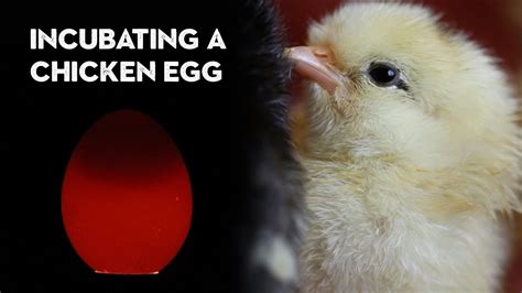 Incubating A Chicken Egg From Start To Finish Youtube