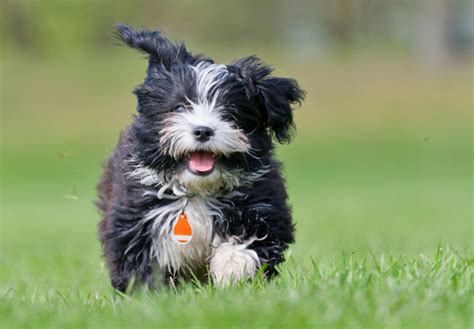 Havanese puppies for sale in ohio the havanese is a small sturdy build breed from the bichon family. Havanese Puppies For Sale - AKC PuppyFinder