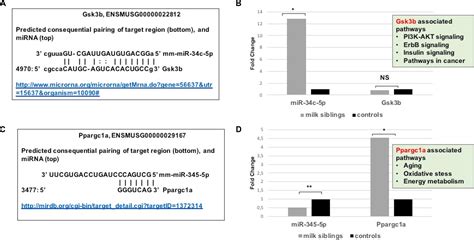 Frontiers Epigenetic Programming Through Breast Milk And Its Impact