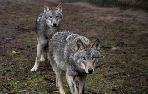 Hungry Wolf Stock Photo Image Of Gray Autumn Watching 11872238