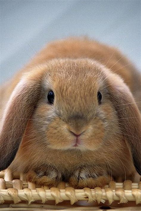 Brown Lop Eared Bunny On A Basket Fuzzy Bunny Board♥ Pinterest
